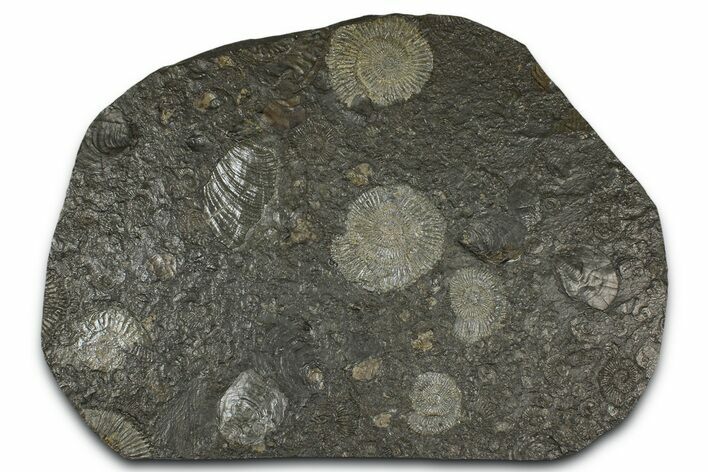 Fossil Ammonite Cluster - Posidonia Shale, Germany #368176
